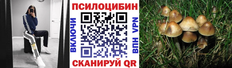 дарнет шоп  Невинномысск  Галлюциногенные грибы Psilocybine cubensis 